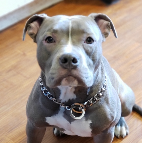 Meet your Posher, Cleme - Picture 1 of 1